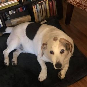 Meet your Posher, Renee